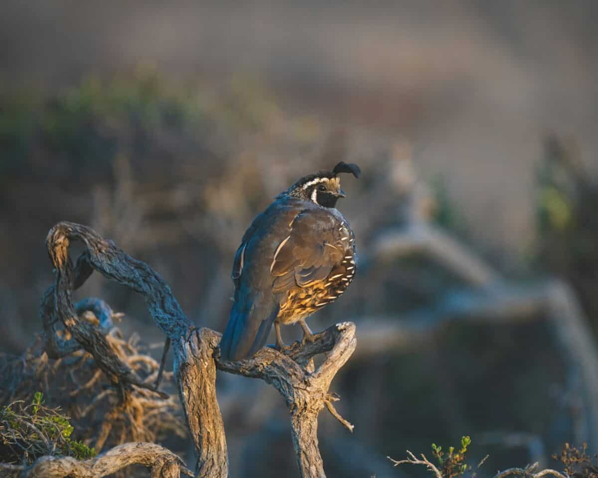 oiseau bleu et marron sur une branche d'arbre marron pendant la journée