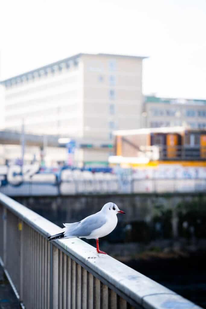Une mouette assise sur une balustrade devant un plan d’eau