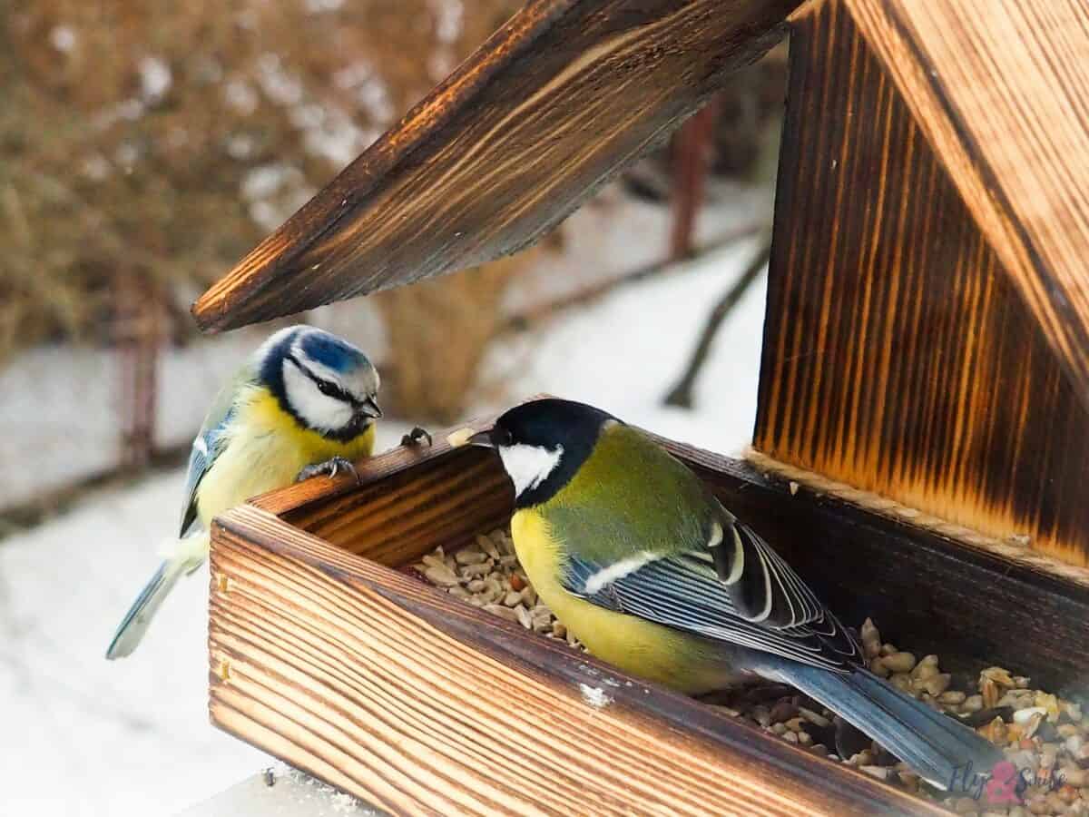 oiseau jaune noir et blanc sur une cabane à oiseaux en bois marron