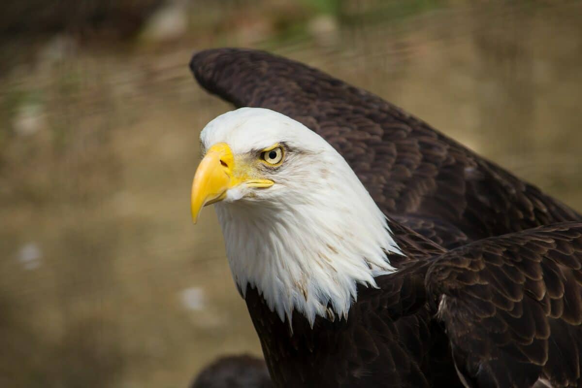 photographie en gros plan d'un aigle brun et blanc