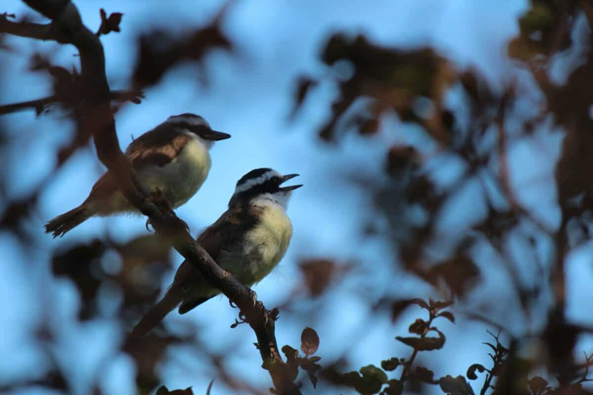 quelques oiseaux assis au sommet d’une branche d’arbre