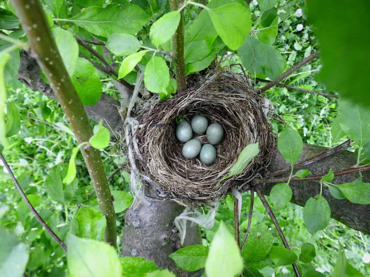 un nid d'oiseau dans un arbre avec quatre œufs