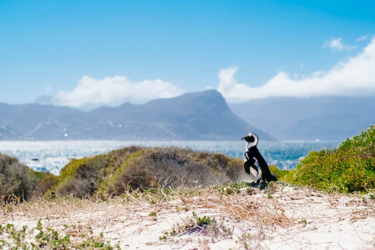oiseau noir et blanc à travers l'île