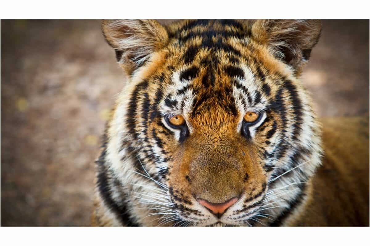 tigre