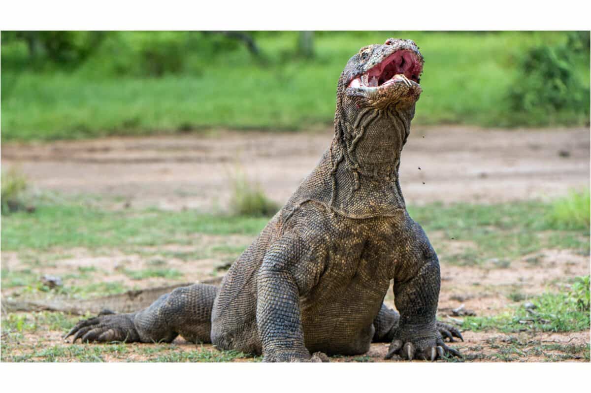 dragon de Komodo