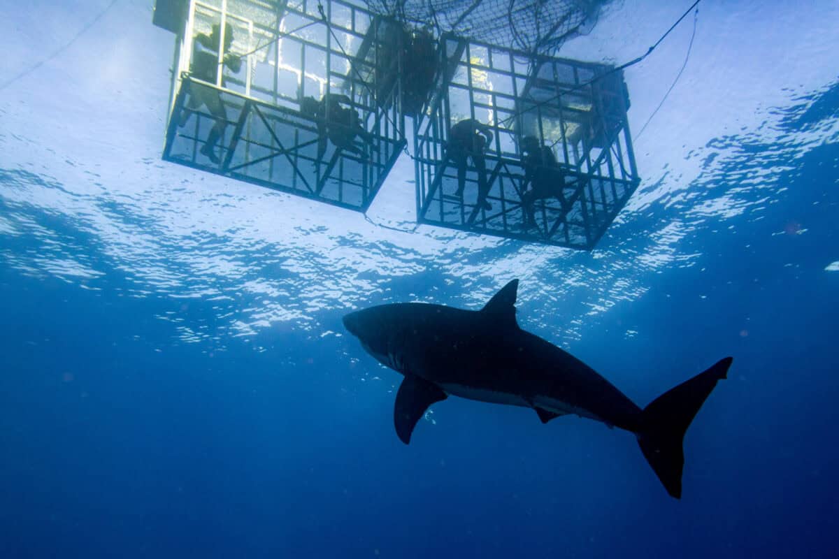L'appât au thon de 42 livres attire deux énormes grands requins blancs nommés Scrappy et Brutus