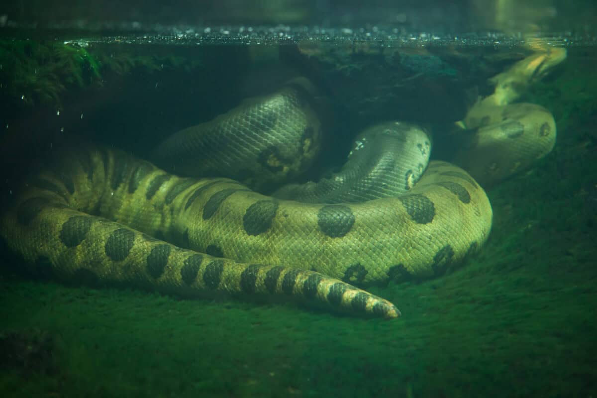 Anaconda vert 