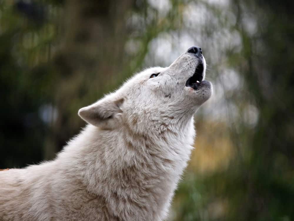 Loup blanc