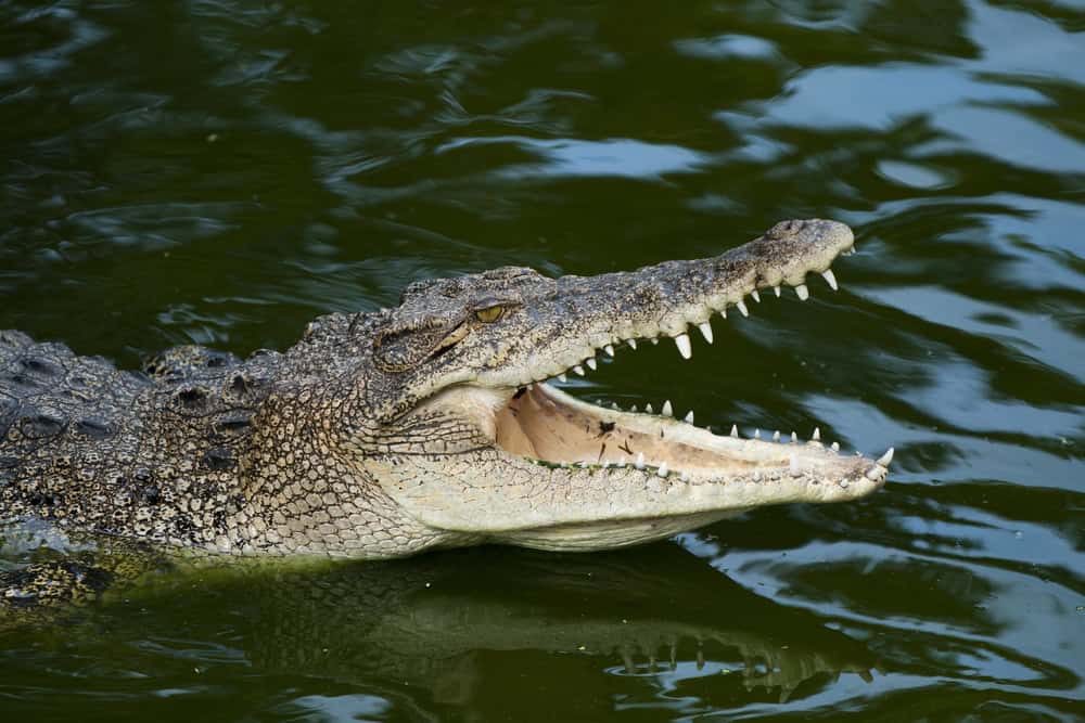 Crocodile du Nil