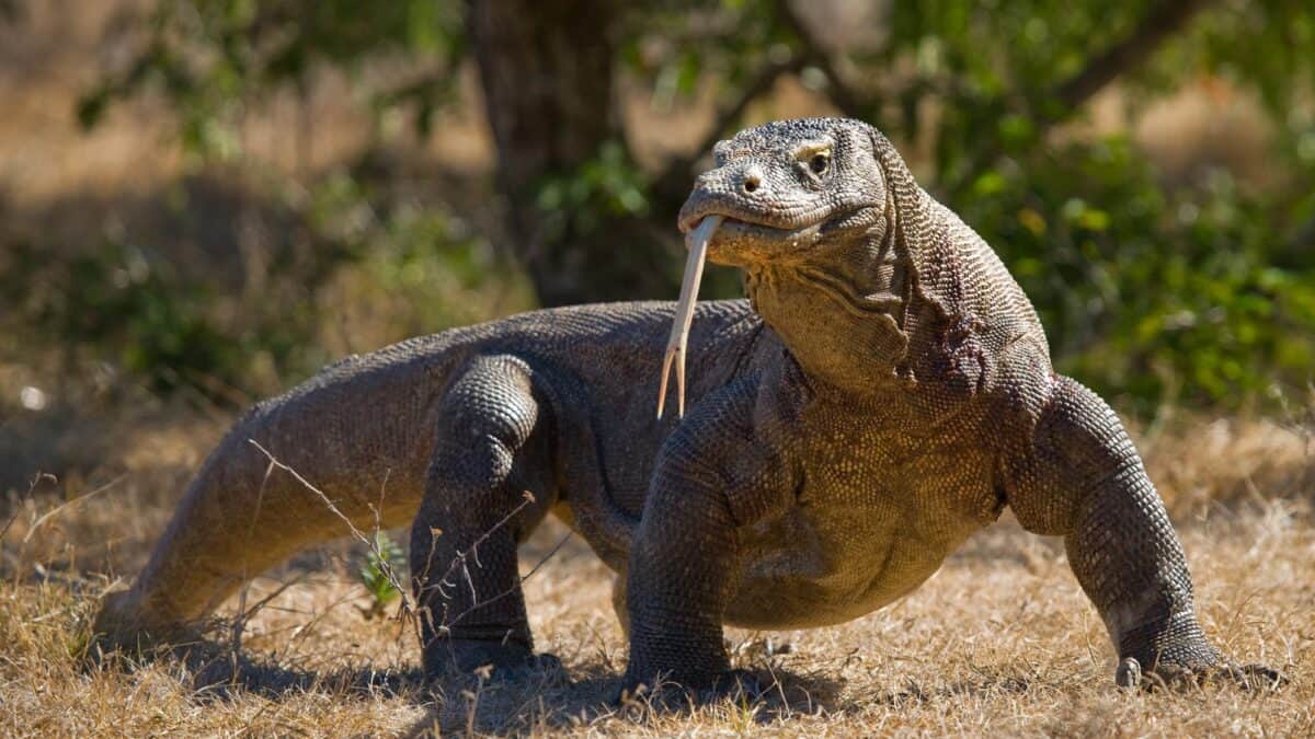 Un dragon de Komodo dans son habitat