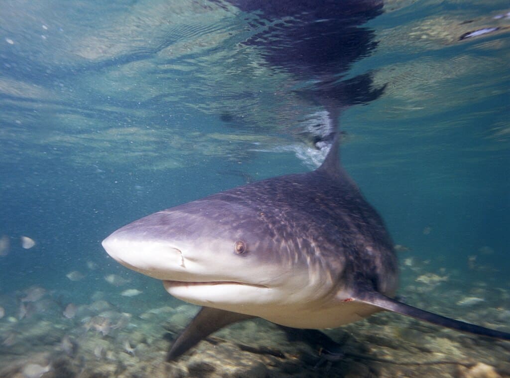 requin bouledogue