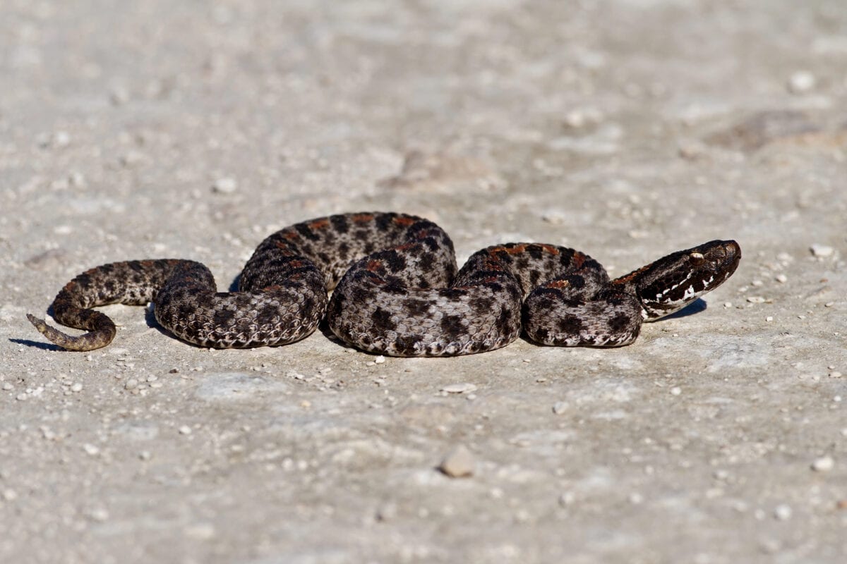 Serpent à sonnettes pygmée