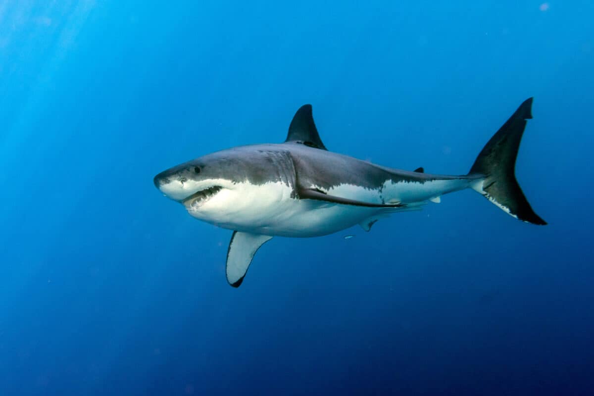 Un grand requin blanc prêt à attaquer