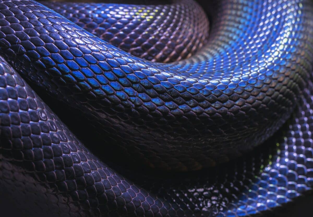 Serpent indigo oriental