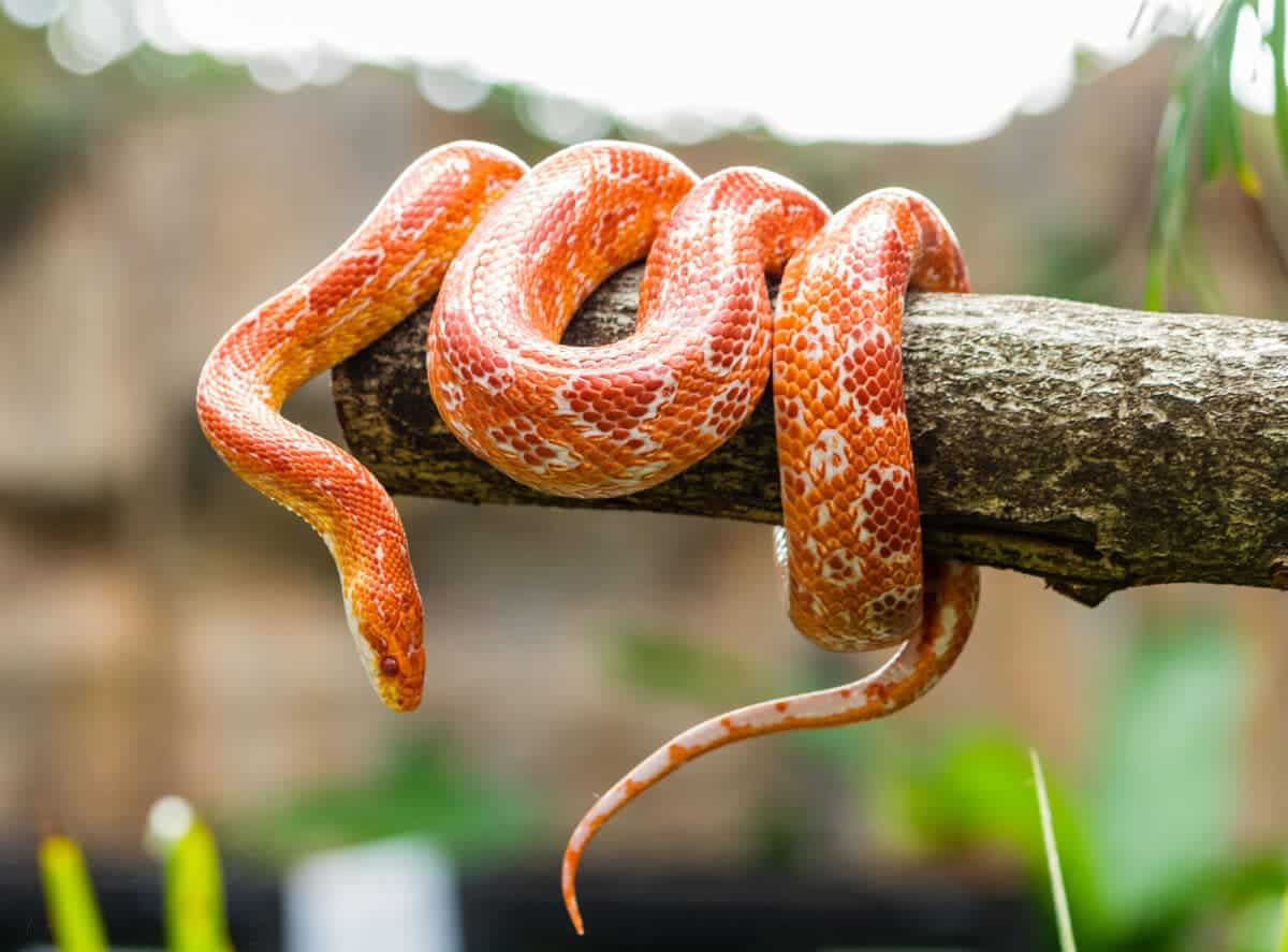 serpent des blés