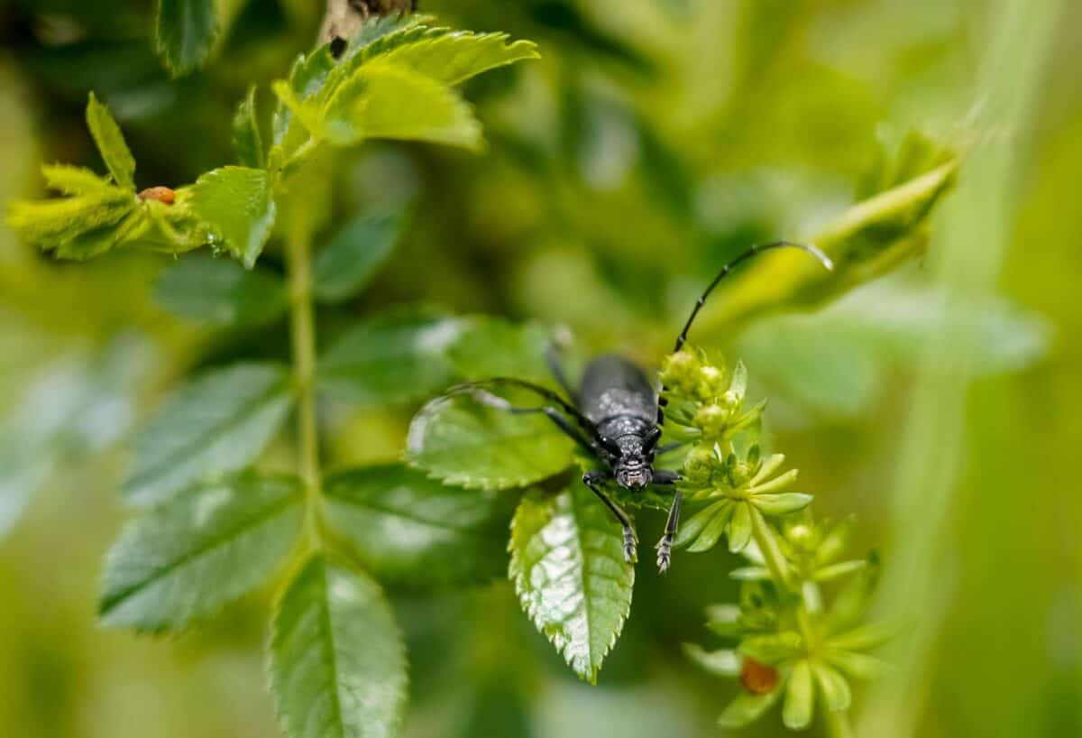 coléoptère, grand coléoptère du chêne, réserve naturelle, écologie, macro, vert
