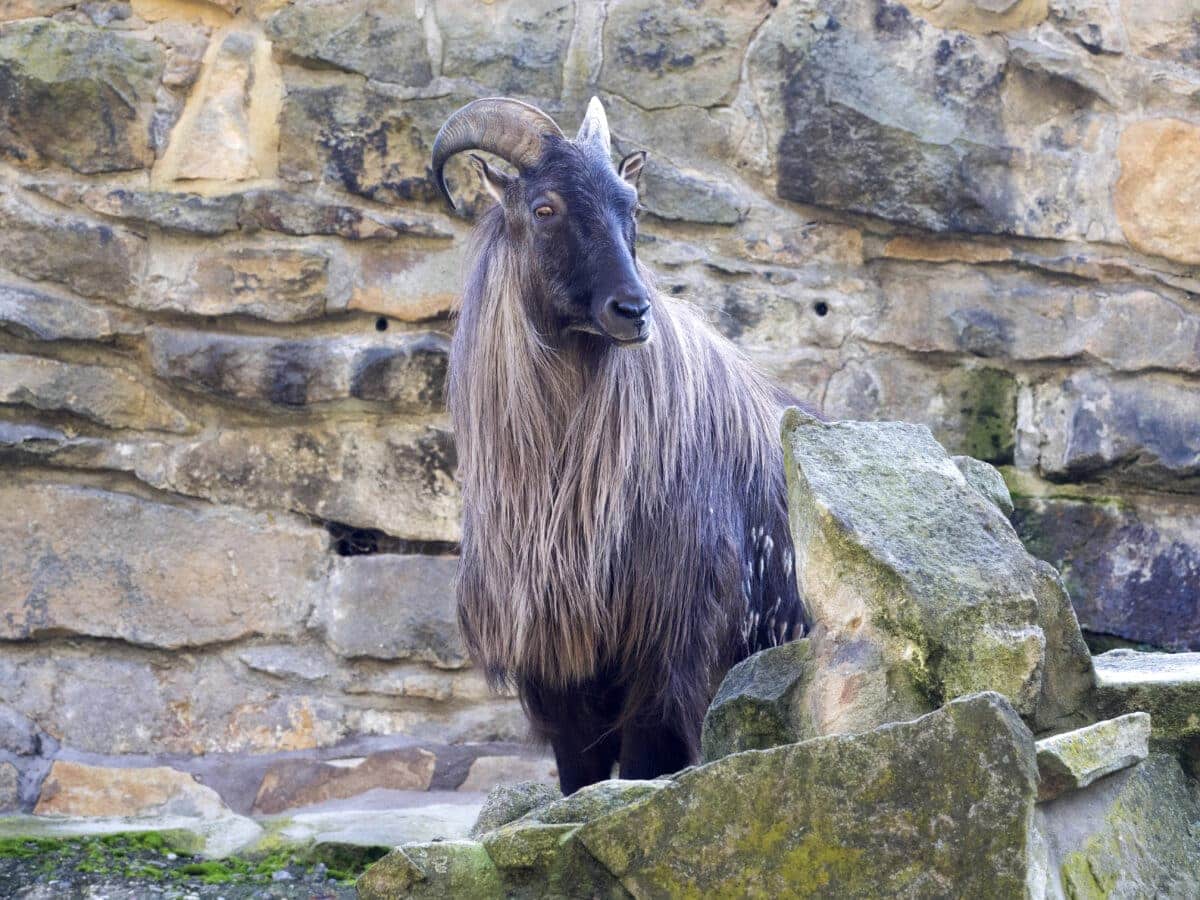 Tahr himalayen