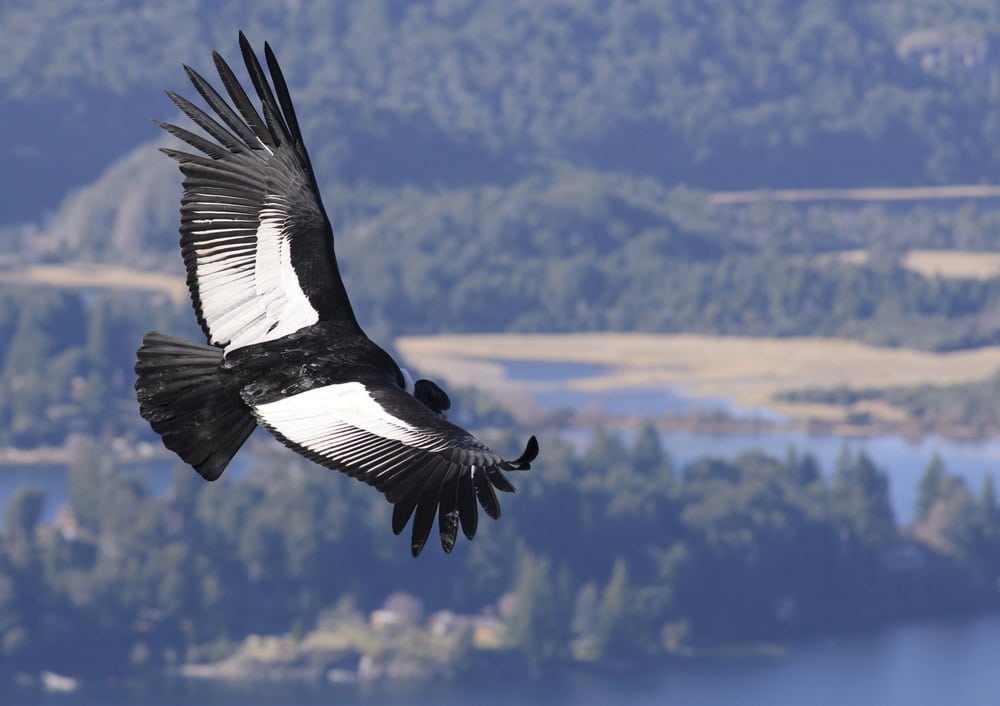 Condor des Andes survolant la cordillère des Andes