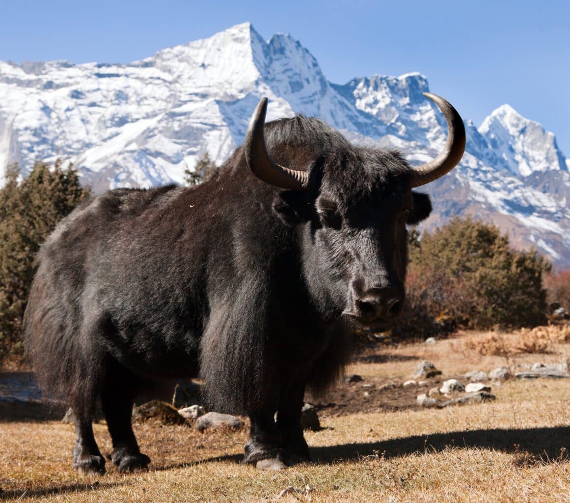 Yak noir et mont Kongde
