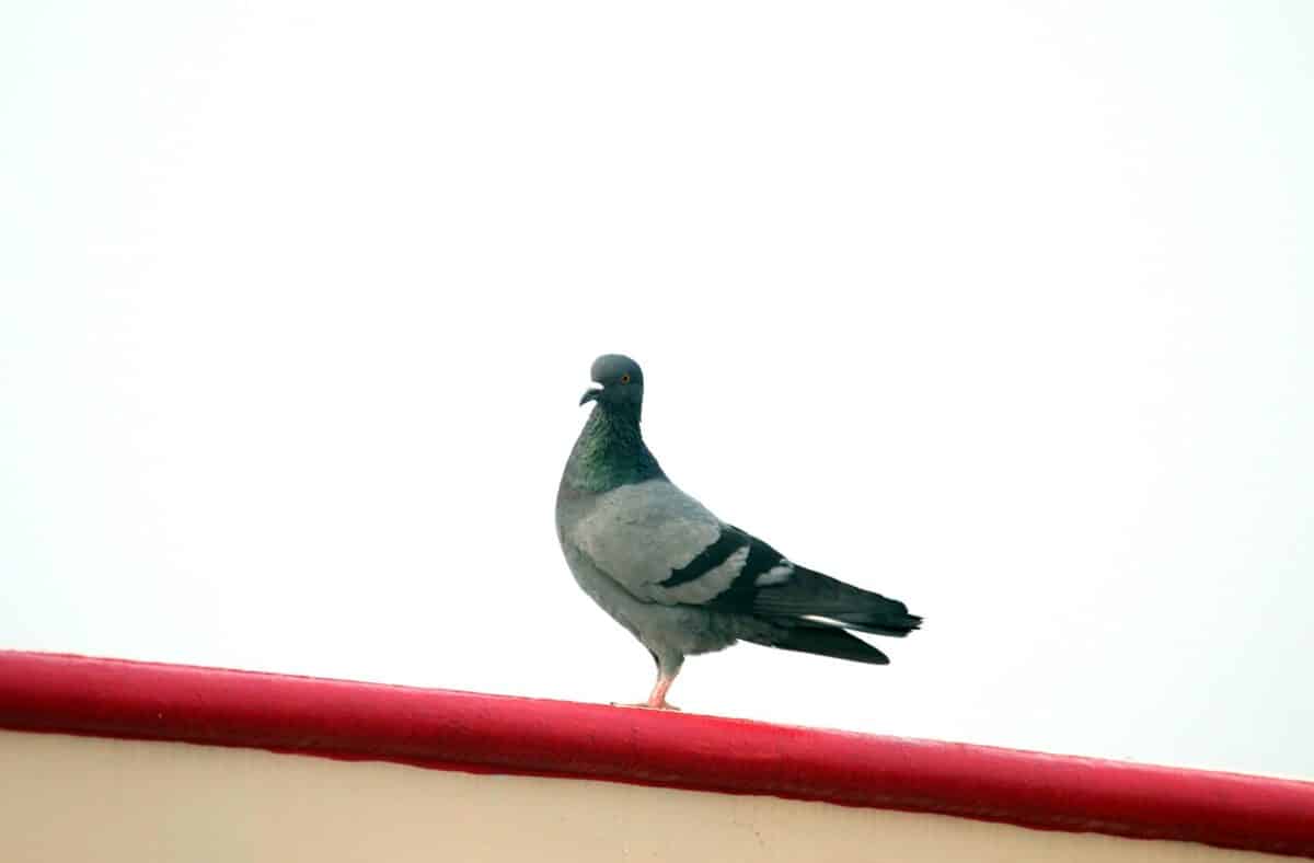 un pigeon assis au sommet d'un toit rouge