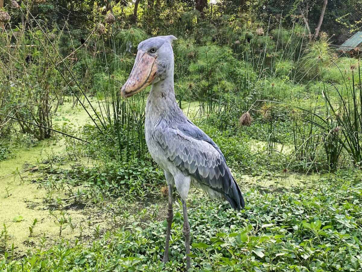 oiseau blanc et gris sur une branche d'arbre marron pendant la journée
