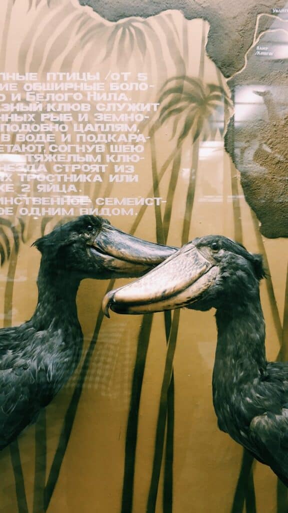 Cigognes Shoebill dans une exposition de musée avec des descriptions en arrière-plan.
