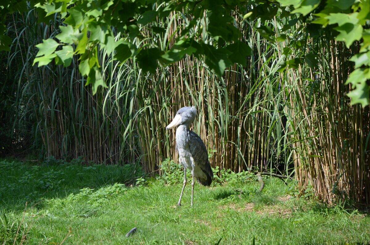 oiseau, bec-en-sabot, ornithologie, espèce, faune, animal, faune, région sauvage, balaeniceps rex, Abu markub, le bec, la nature, Afrique, bec-en-sabot, bec-en-sabot, bec-en-sabot, bec-en-sabot, bec-en-sabot