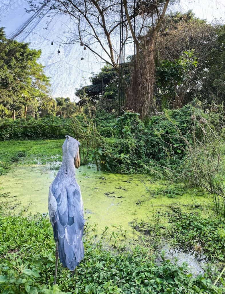 oiseau gris sur un champ d'herbe verte pendant la journée