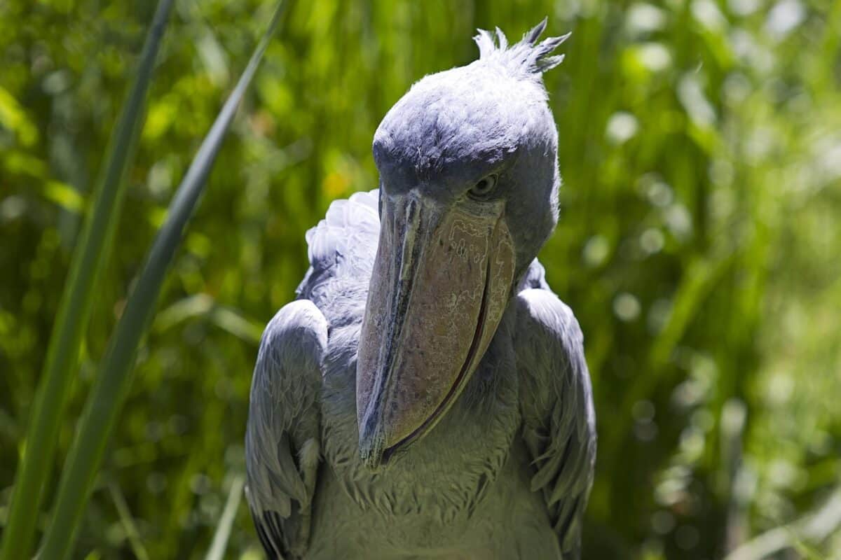 bec-en-sabot, oiseau, gros bec, animal, créature, gros oiseau, zoo, exotique, le bec, plumes, la nature, préhistorique, bec-en-sabot, bec-en-sabot, bec-en-sabot, bec-en-sabot, bec-en-sabot