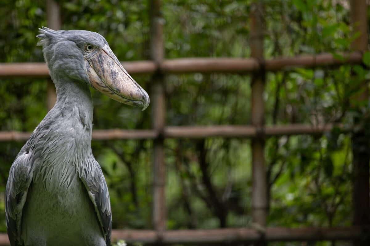 oiseau, bec-en-sabot, cigogne, plumes, plumage, le bec, faune, zoo, facture, région sauvage, faune, créature, tête de baleine, animal, conservation, la nature, bec-en-sabot, bec-en-sabot, bec-en-sabot, bec-en-sabot, bec-en-sabot