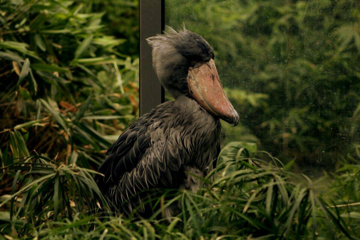 Majestueuse cigogne à bec-en-sabot entourée d'une verdure luxuriante, capturée dans son habitat naturel.