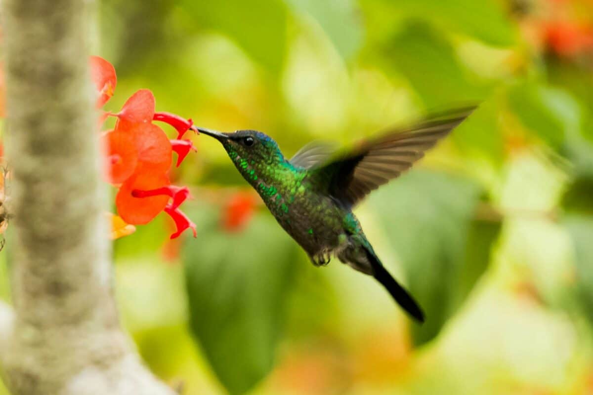 colibri