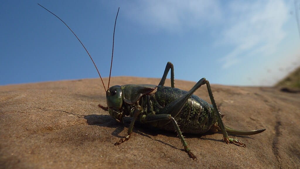 Anabrus simplex - Grillon mormon