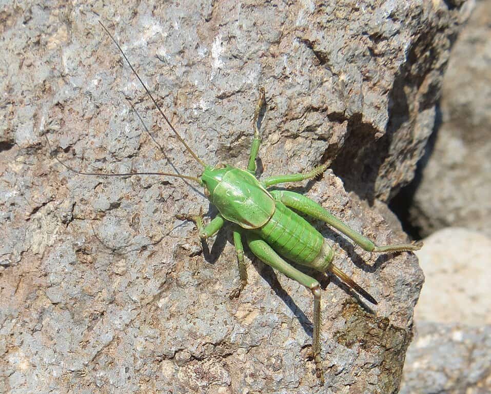 Grillon mormon (Anabrus simplex)