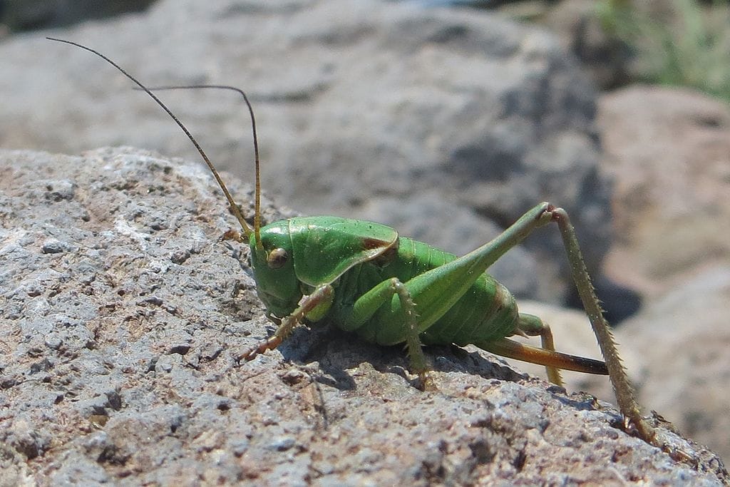 Grillon mormon