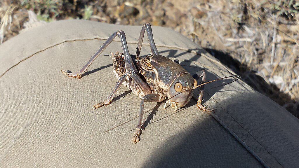 grillon mormon