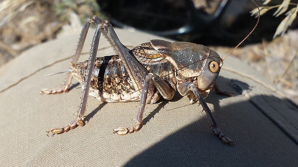 Cricket mormon, chaîne de montagnes Saddle, Washington