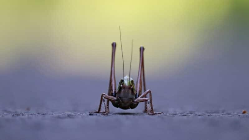 cricket