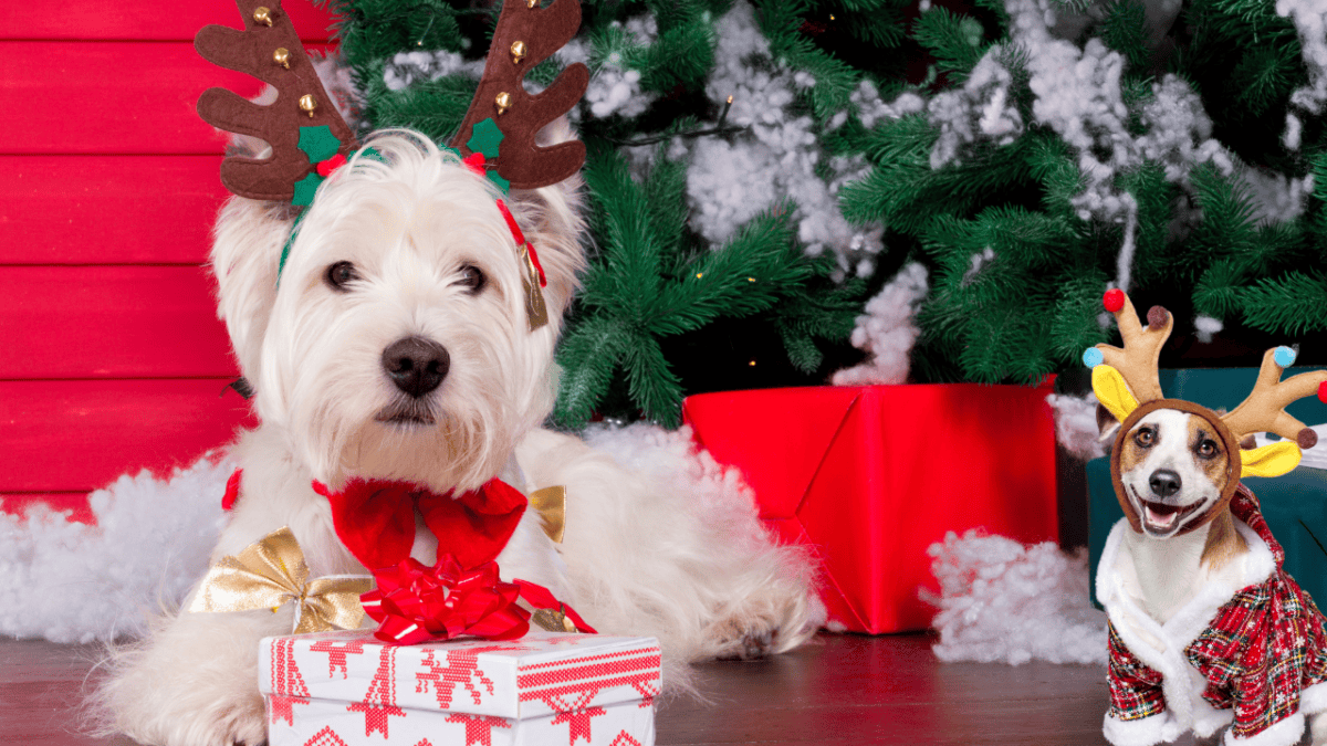 Chiens portant un couvre-chef de renne de Noël