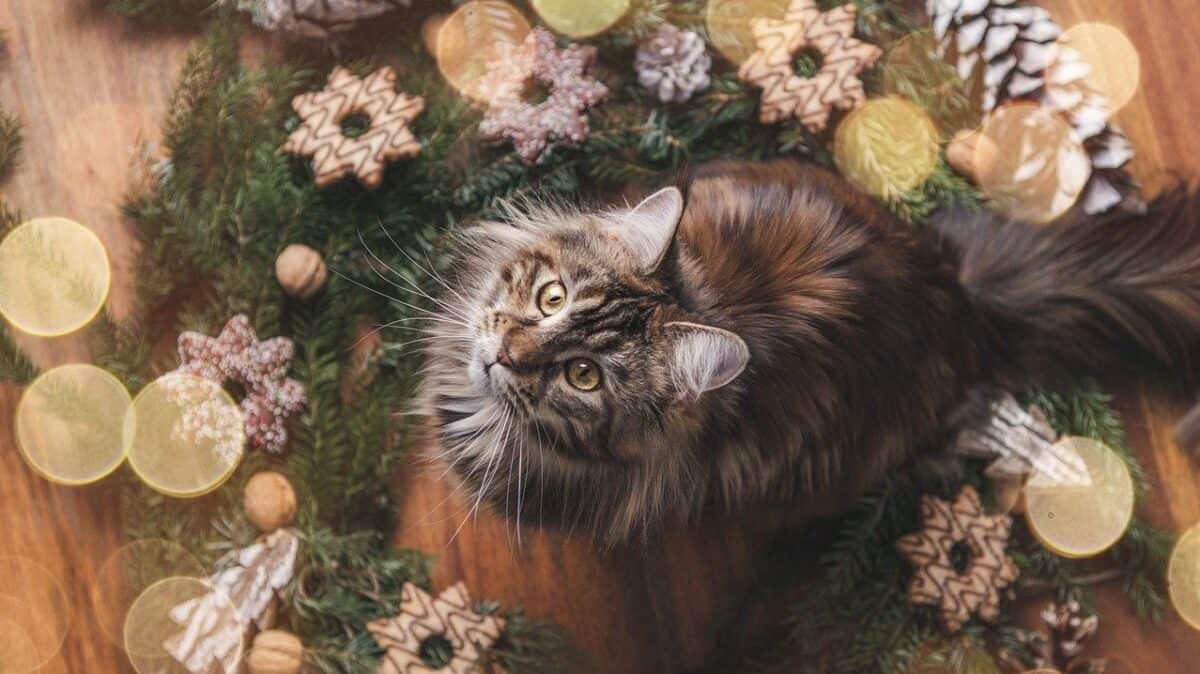 Chat assis au milieu d’une couronne de Noël