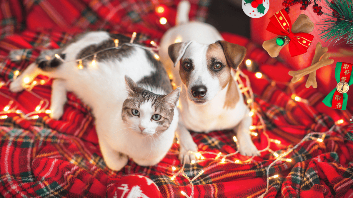 Chat et chien emmêlés dans le cordon d'éclairage