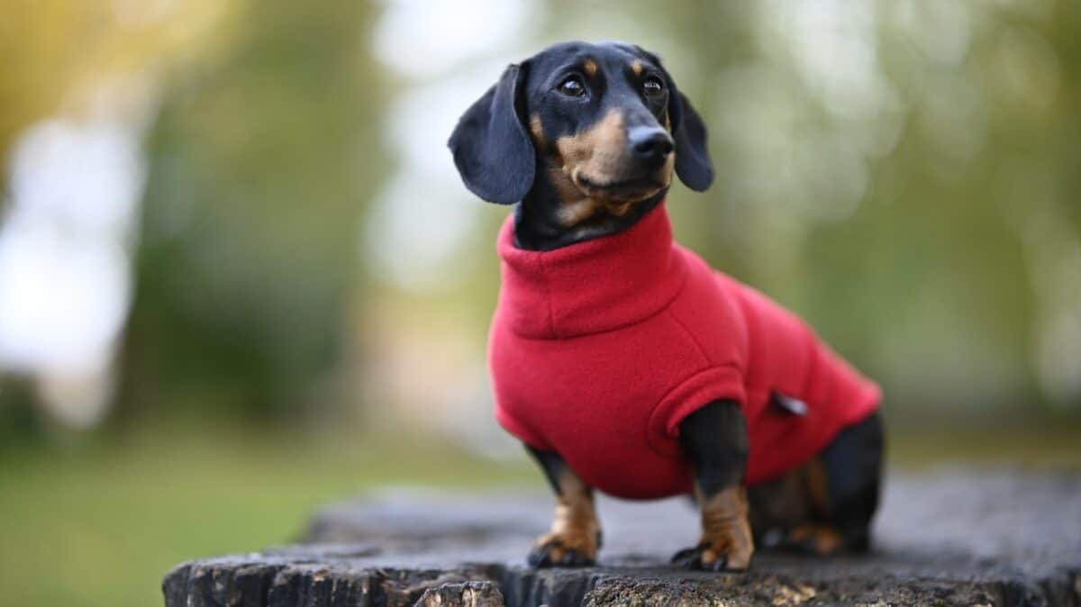 Teckel dans une veste