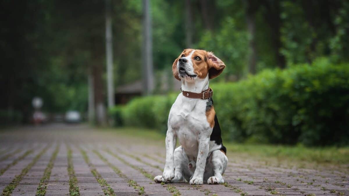 Beagle avec collier