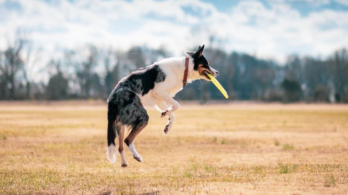 exercice de chien
