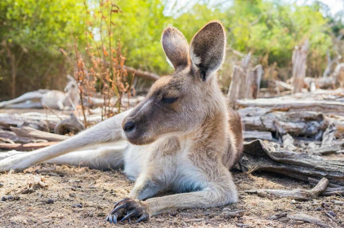 Un kangourou posé sur le sol.