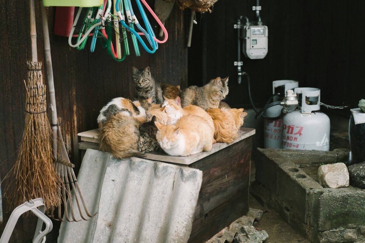 Un exemple de refuge pour chat simple.