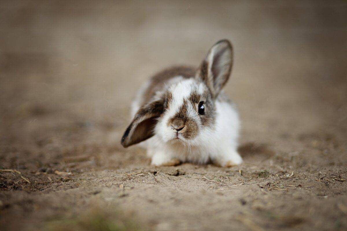 lapin