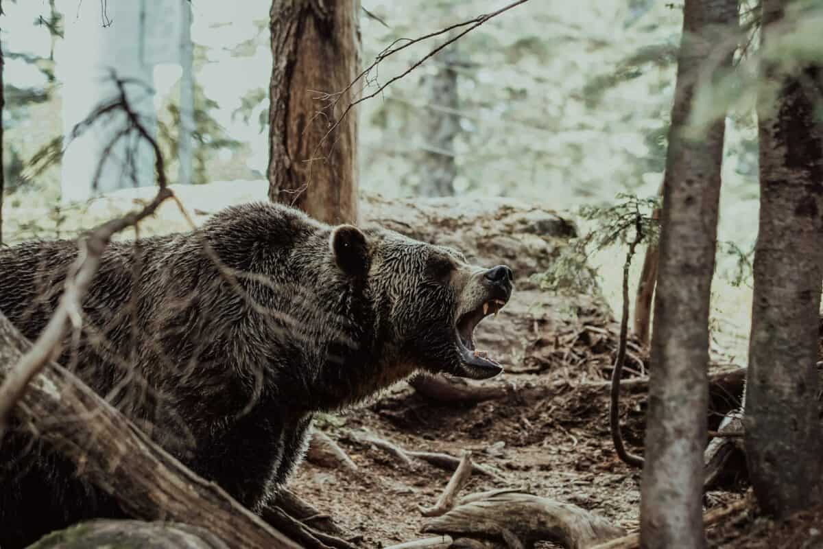 ours
