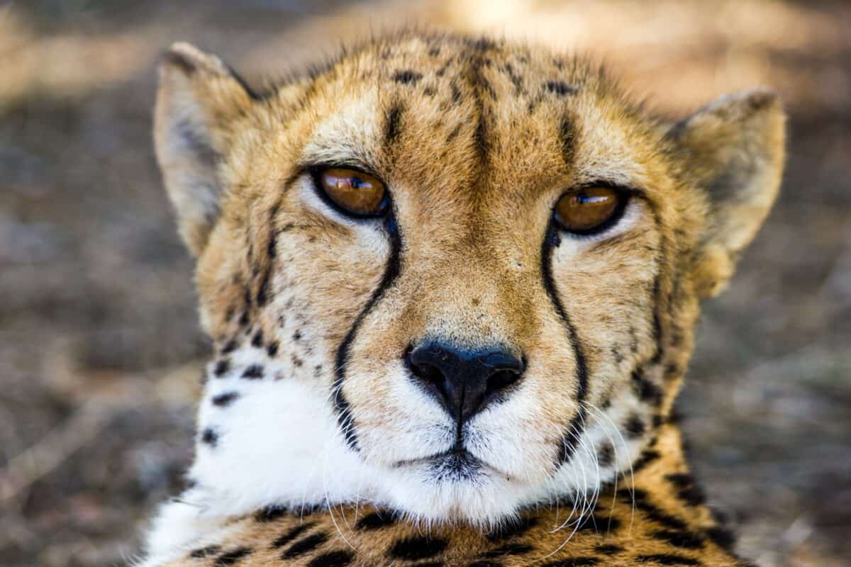 le guépard présente ses petits