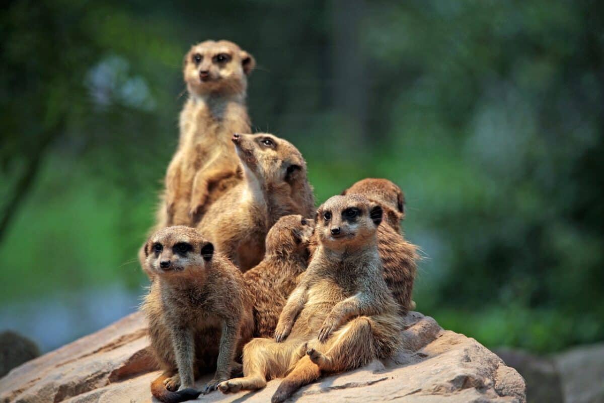Famille suricate